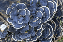 Afbeelding in Gallery-weergave laden, Turkey Tail - Earth Resonance
