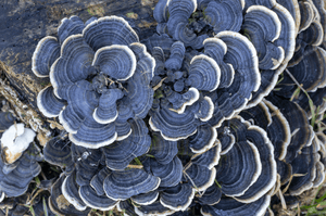 Turkey Tail - Earth Resonance