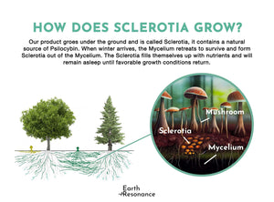 Natural Psilocybe - Microdosing Cycle - Earth Resonance