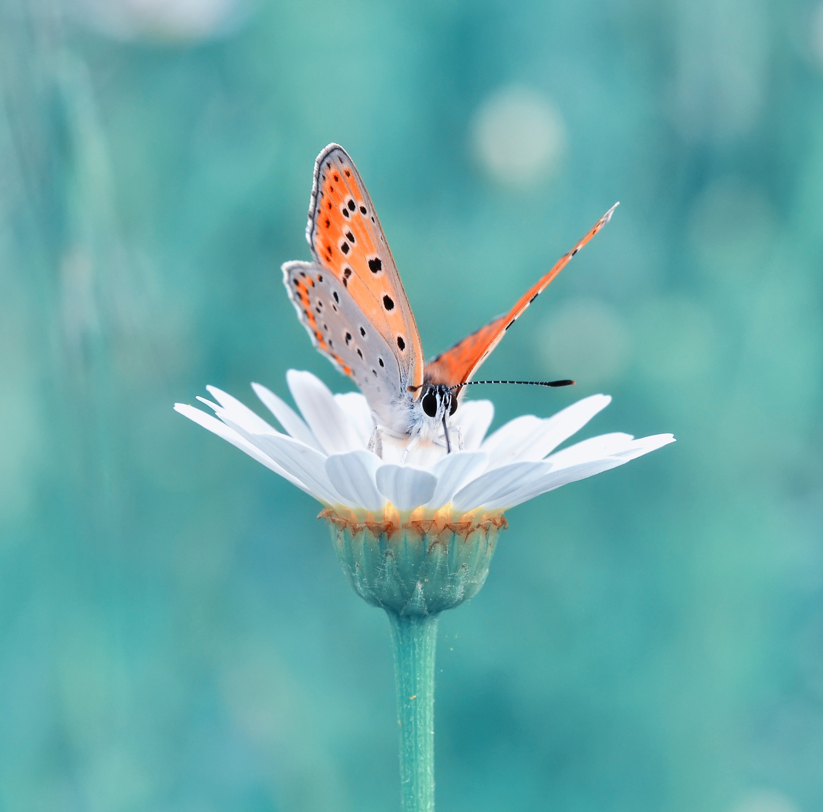 Transcendence: From Darkness to Light, from Moth to Butterfly